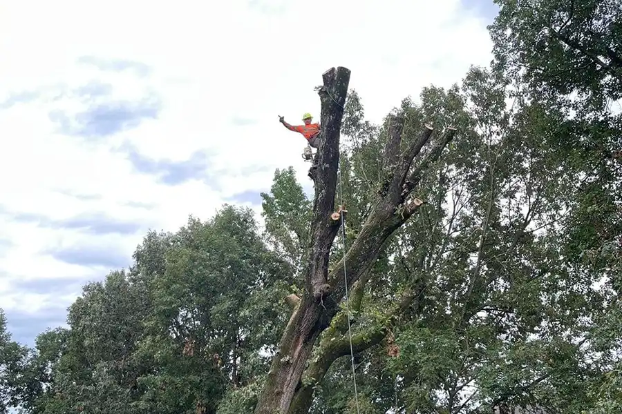 Reliable Tree Expert in Saint Paul, MN